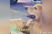 娱乐吃瓜酱抚慰犬,揭秘娱乐圈温馨治愈瞬间